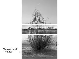 Weston Creek Tree 2004