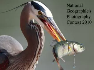 National Geographic's Photography Contest 2010