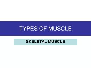 TYPES OF MUSCLE