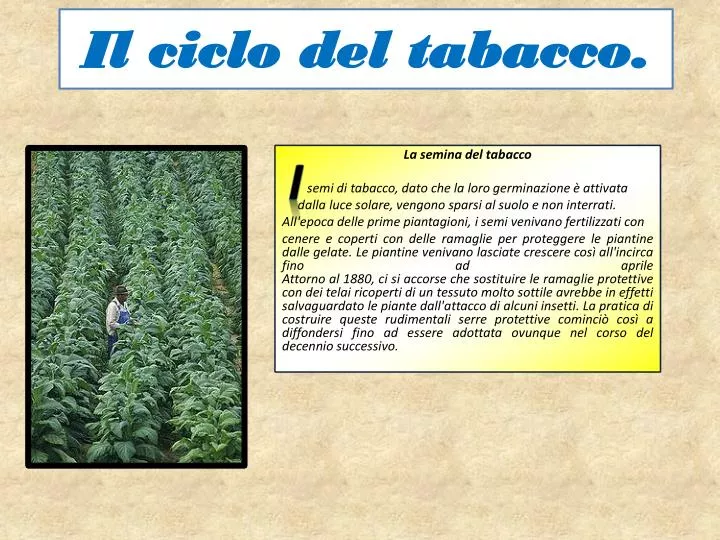 il ciclo del tabacco