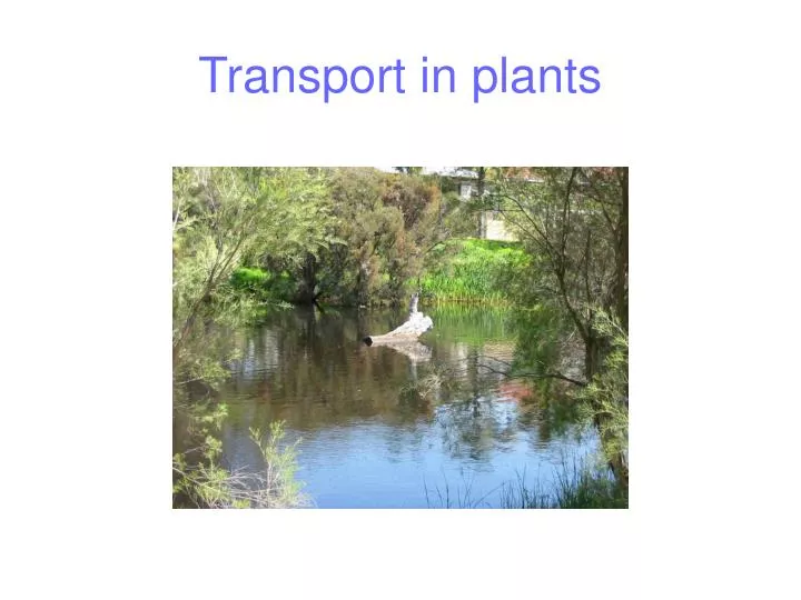 transport in plants