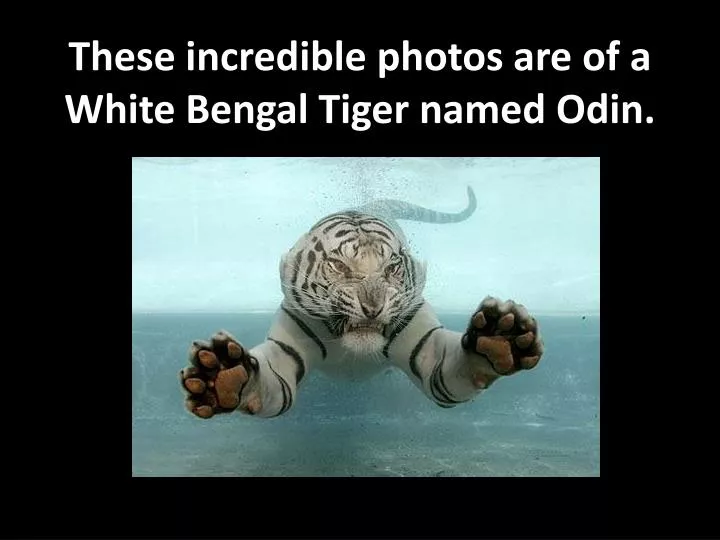 these incredible photos are of a white bengal tiger named odin