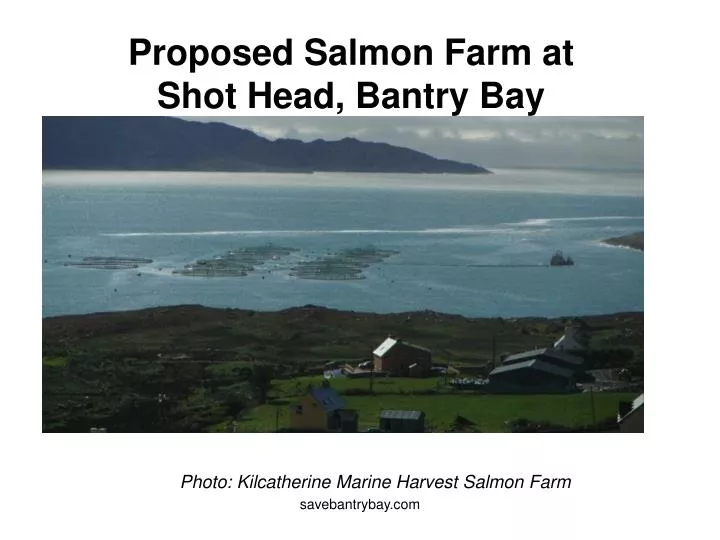 proposed salmon farm at shot head bantry bay