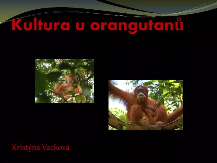 kultura u orangutan