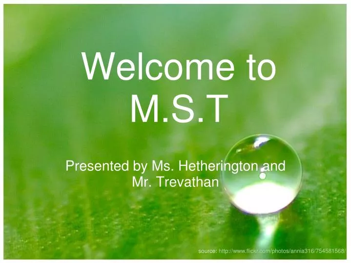 welcome to m s t