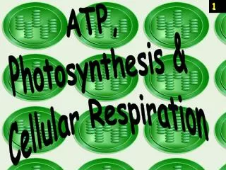 ATP, Photosynthesis &amp; Cellular Respiration