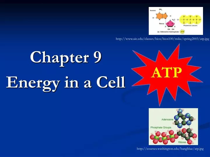 chapter 9 energy in a cell