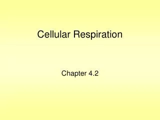 cellular respiration