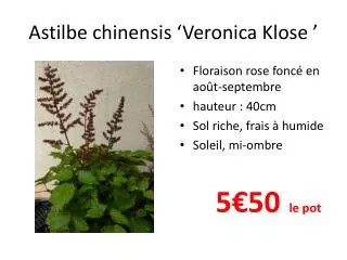 astilbe chinensis veronica klose