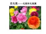 花毛茛 —— 毛茛科毛茛属 - slide 1