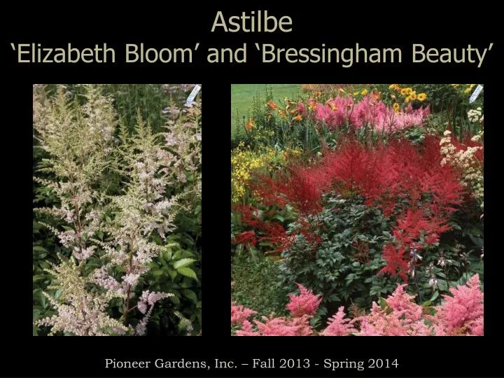 astilbe elizabeth bloom and bressingham beauty