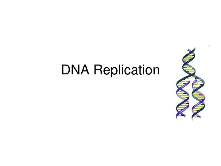 dna replication