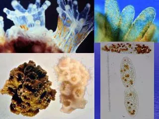 Tropical Reefs: Coral/Algal