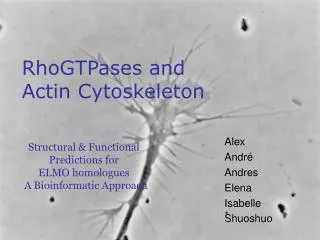 RhoGTPases and Actin Cytoskeleton