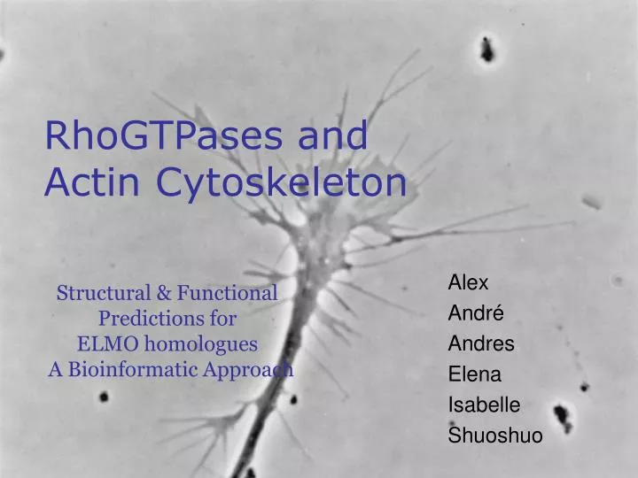 rhogtpases and actin cytoskeleton