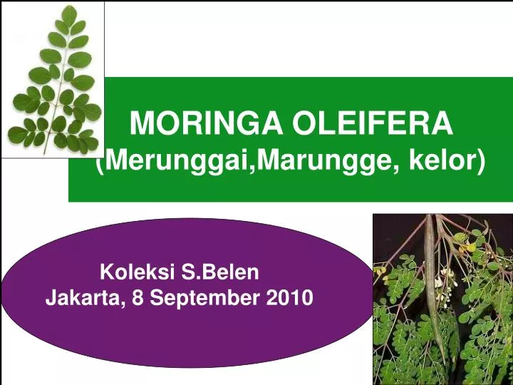 moringa oleifera merunggai marungge kelor