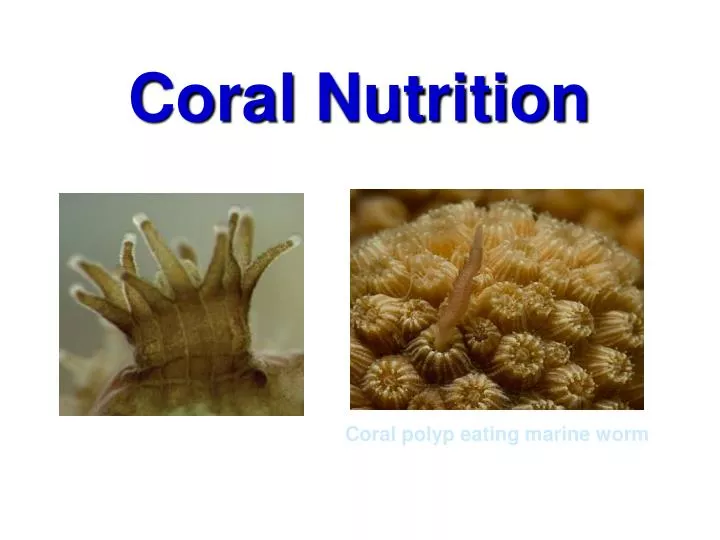 coral nutrition