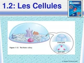 1 2 les cellules