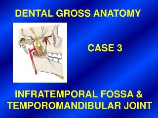 DENTAL GROSS ANATOMY CASE 3 INFRATEMPORAL FOSSA &amp;