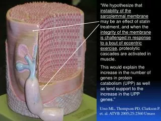 Urso ML, Thompson PD, Clarkson P. et. al. ATVB 2005;25:2560 Umass