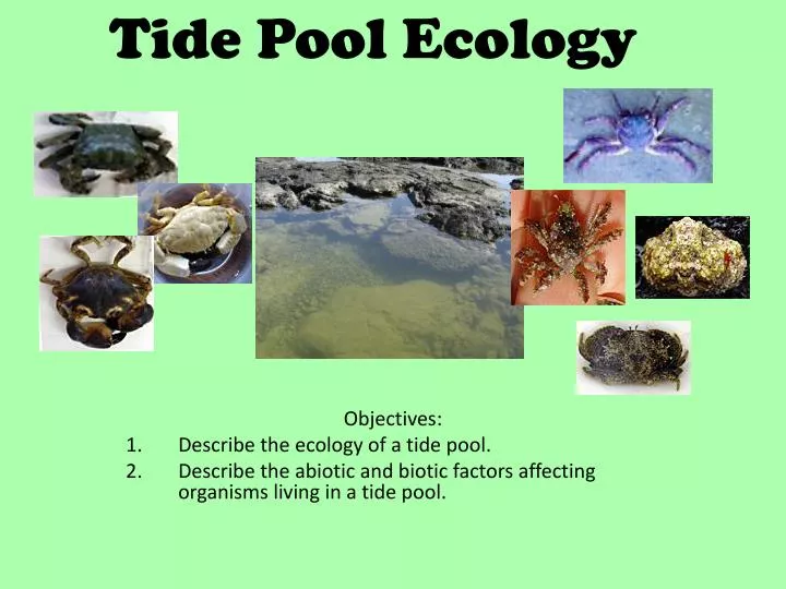 tide pool ecology