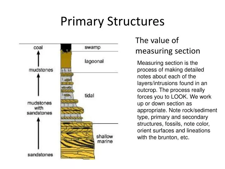primary structures