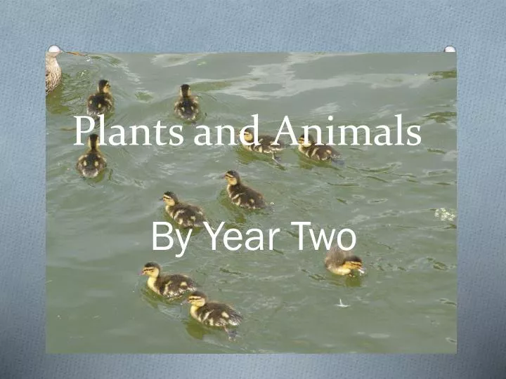 plants and animals