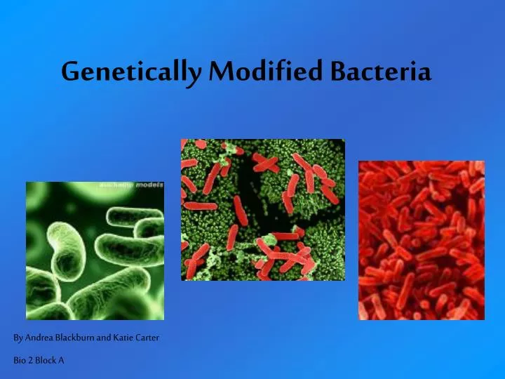 genetically modified bacteria