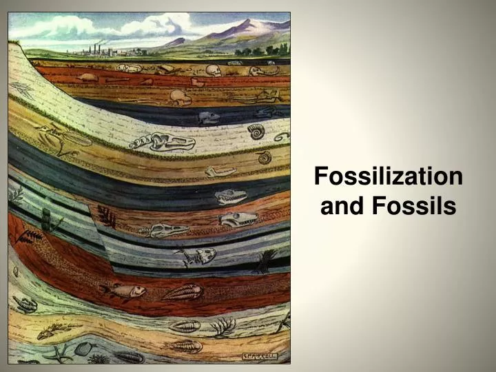 fossilization and fossils