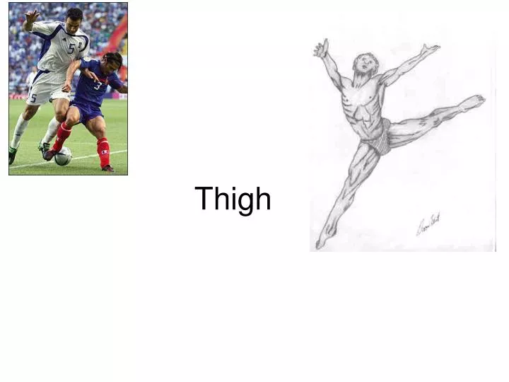 thigh
