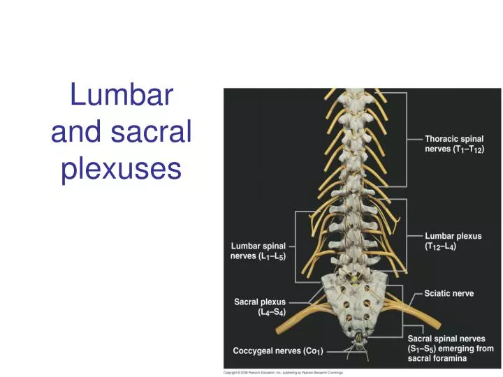 lumbar and sacral plexuses