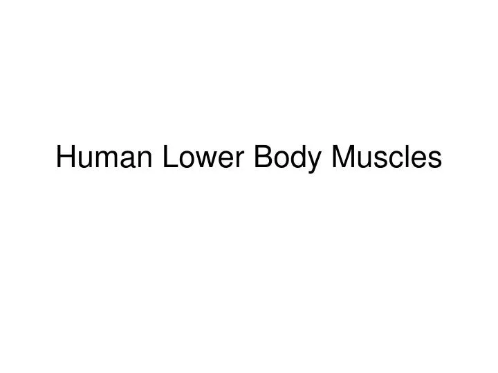 human lower body muscles