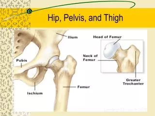 Hip, Pelvis, and Thigh