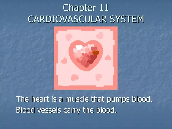 chapter 11 cardiovascular system