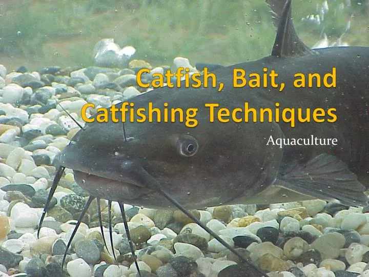 catfish bait and catfishing techniques