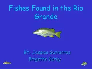 Fishes Found in the Rio Grande