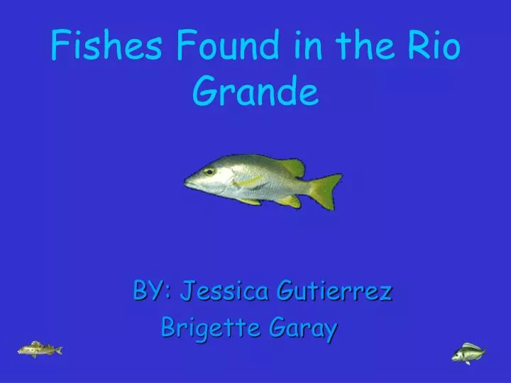 fishes found in the rio grande