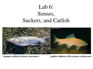 Lab 6: Senses, Suckers, and Catfish