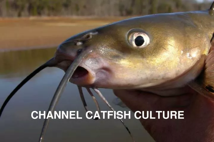 channel catfish culture