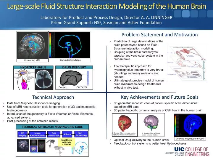 large scale fluid structure interaction modeling of the human brain