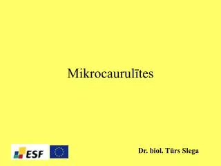 mikrocaurul tes