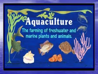 The husbandry of marine or saltwater organisms