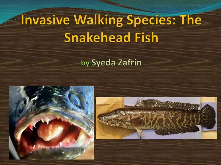 invasive walking species the snakehead fish by syeda zafrin