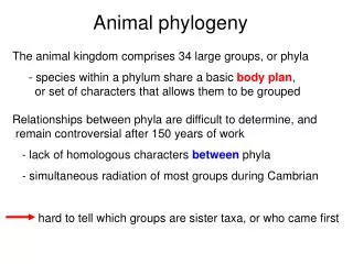 Animal phylogeny
