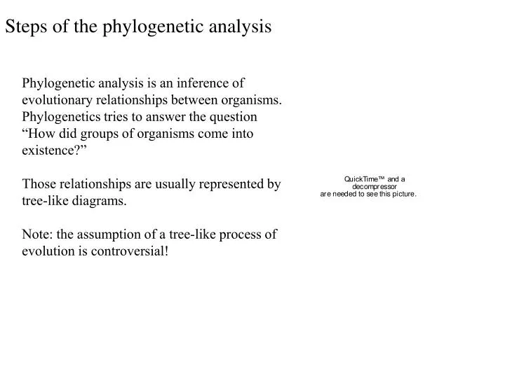 steps of the phylogenetic analysis