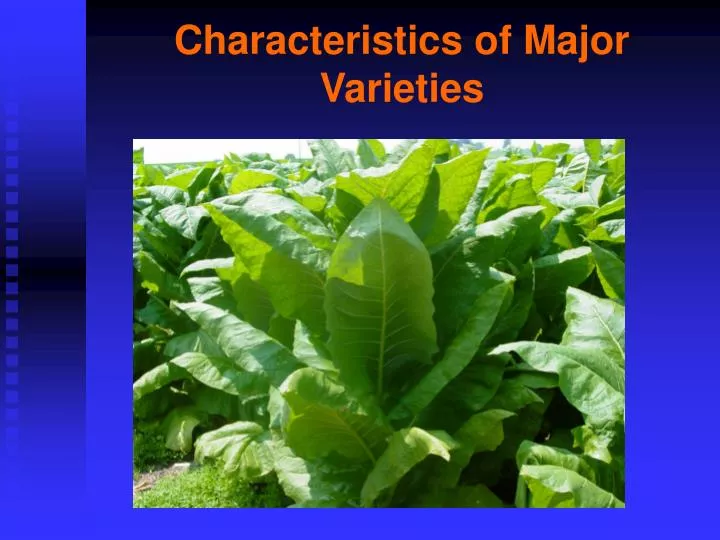 characteristics of major varieties