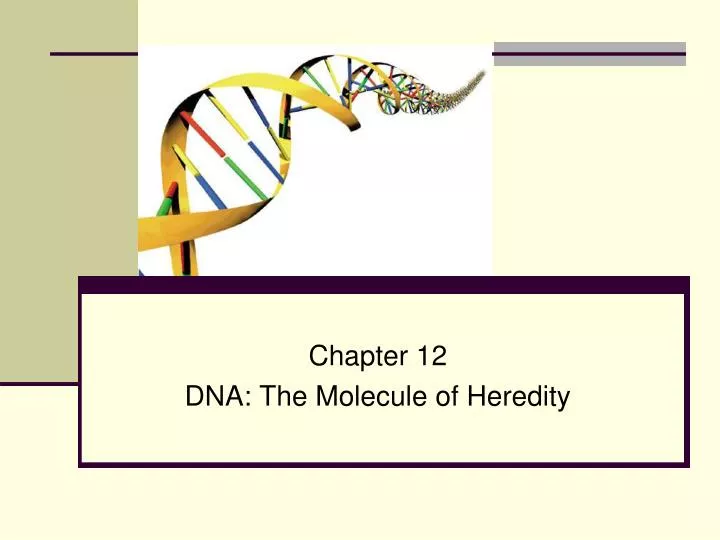 chapter 12 dna the molecule of heredity