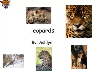 leopards