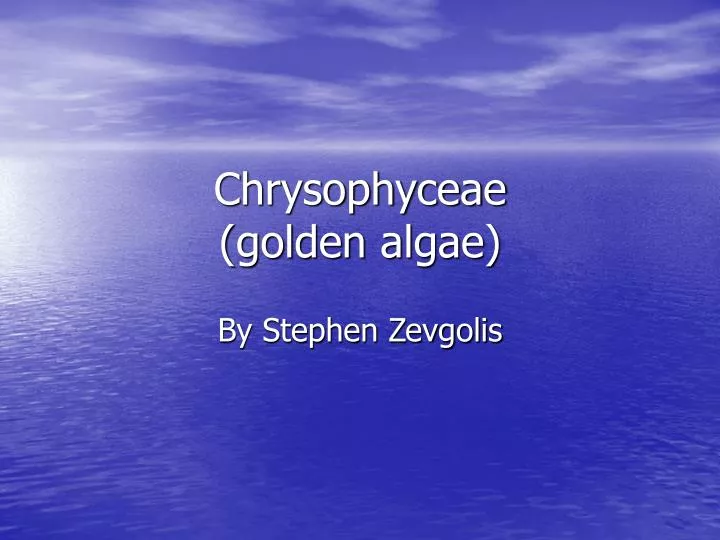 chrysophyceae golden algae