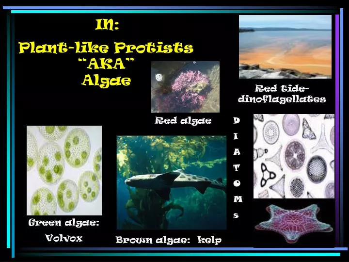 plant like protists aka algae
